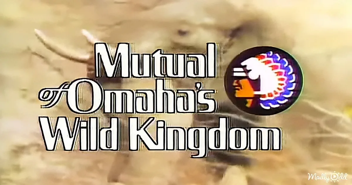 Remember Sunday Evenings Just Before Disney There Was 'Mutual of Omaha's Wild Kingdom'?