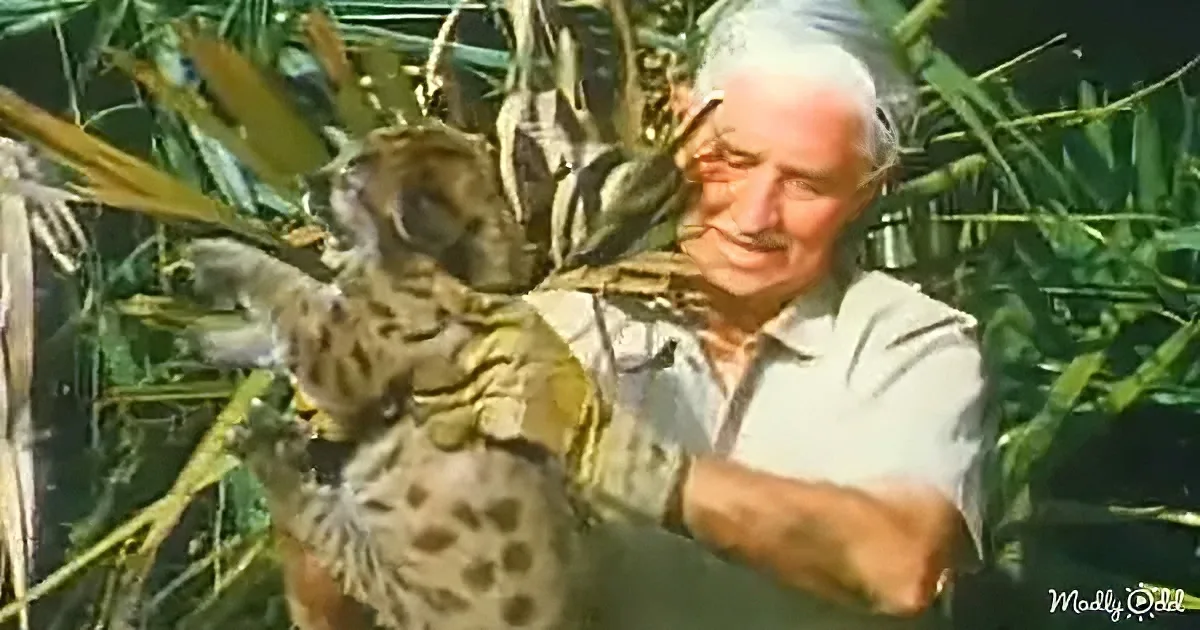A lion's face is blurred in the background, with text "Mutual of Omaha's Wild Kingdom" and a logo in the foreground.