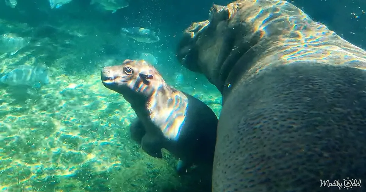 Baby Hippo Can't Leave His Big Sister's Side While Swimming