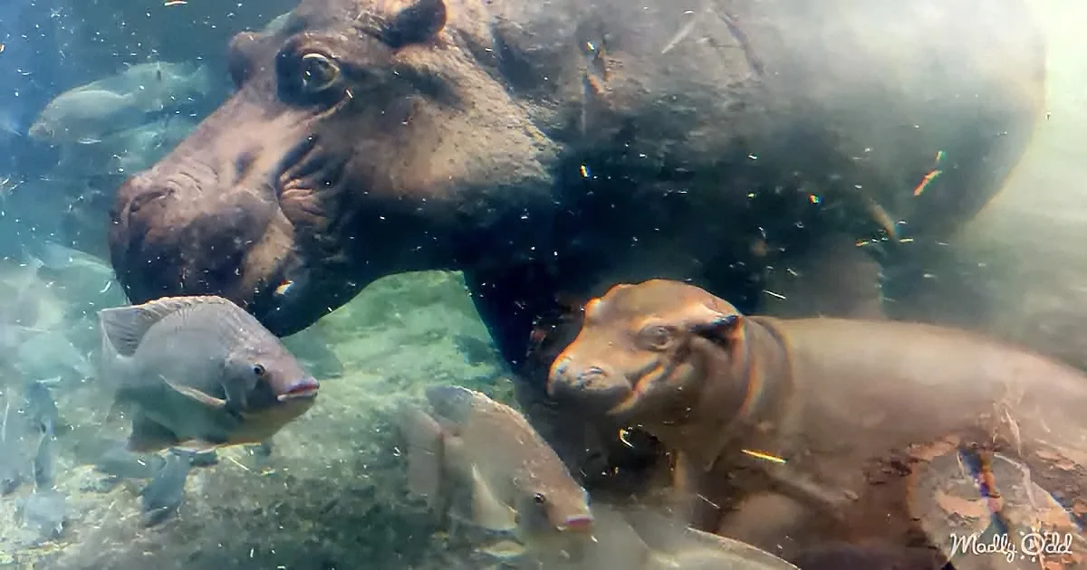 A hippopotamus and its calf swim underwater, surrounded by fish and rocks.