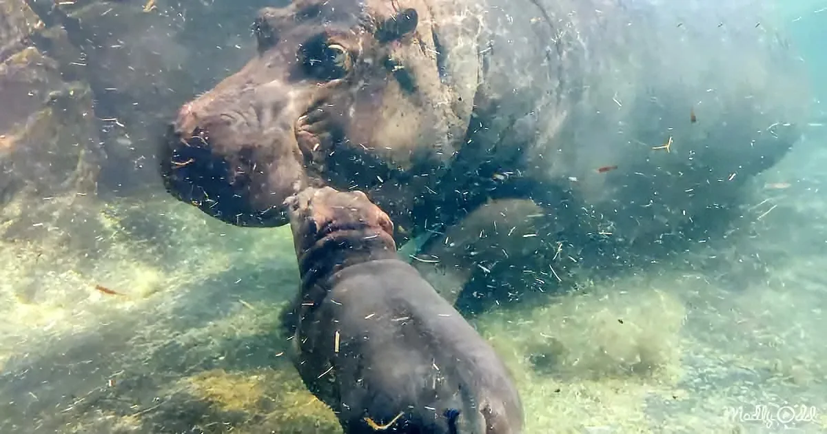 A hippopotamus and its calf swim underwater, surrounded by bubbles and debris.