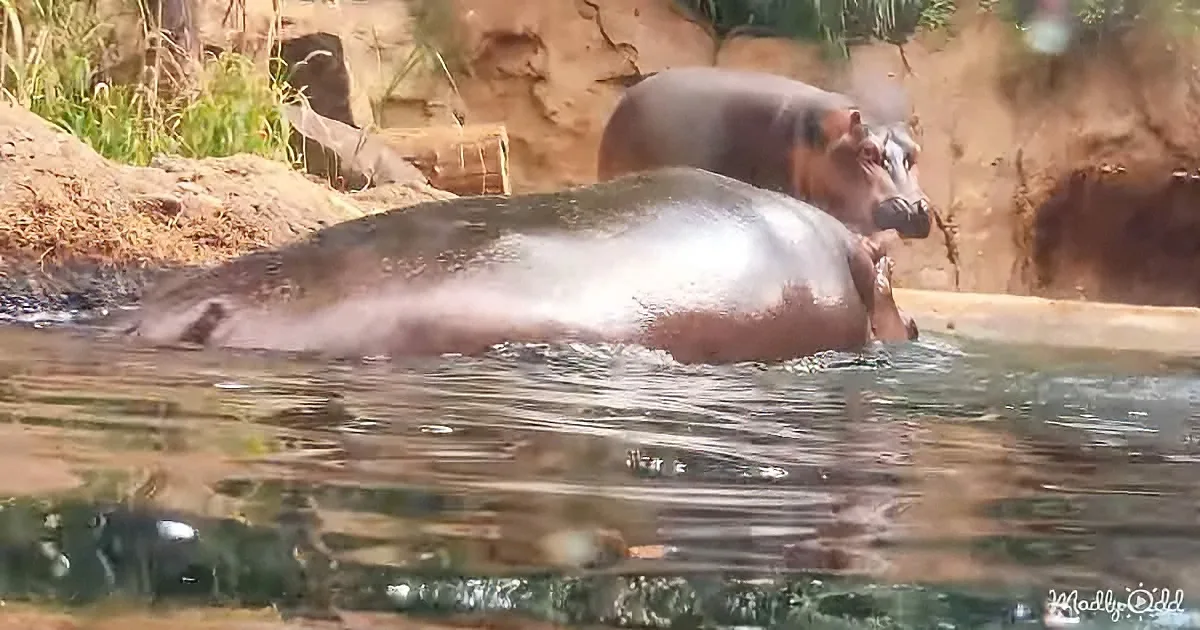 A hippopotamus is partially submerged in water, with its head and back visible, near a rocky shore.