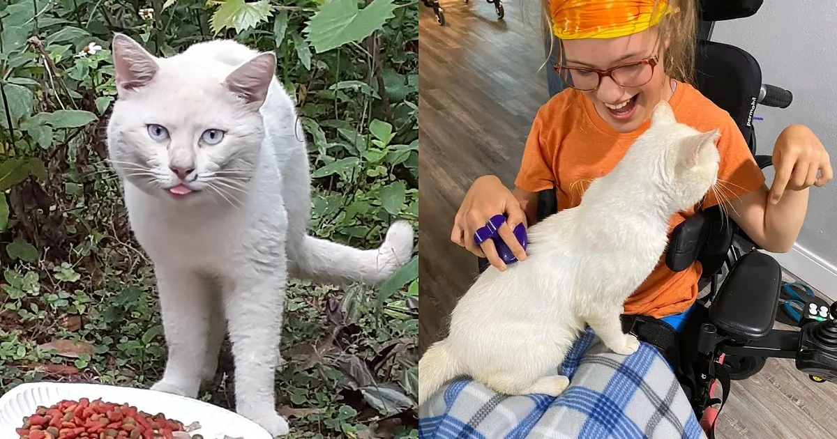 A white cat with blue eyes peeks through leaves, while a person in a wheelchair pets it, both smiling.