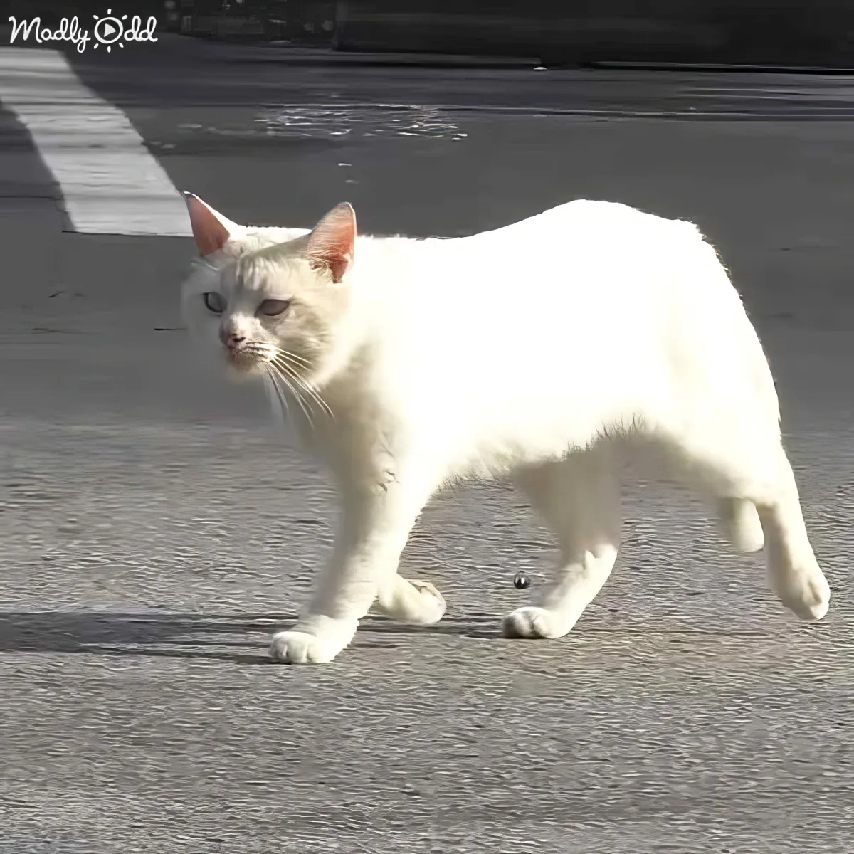 A white cat stands on a paved surface, looking alert and slightly to the side.