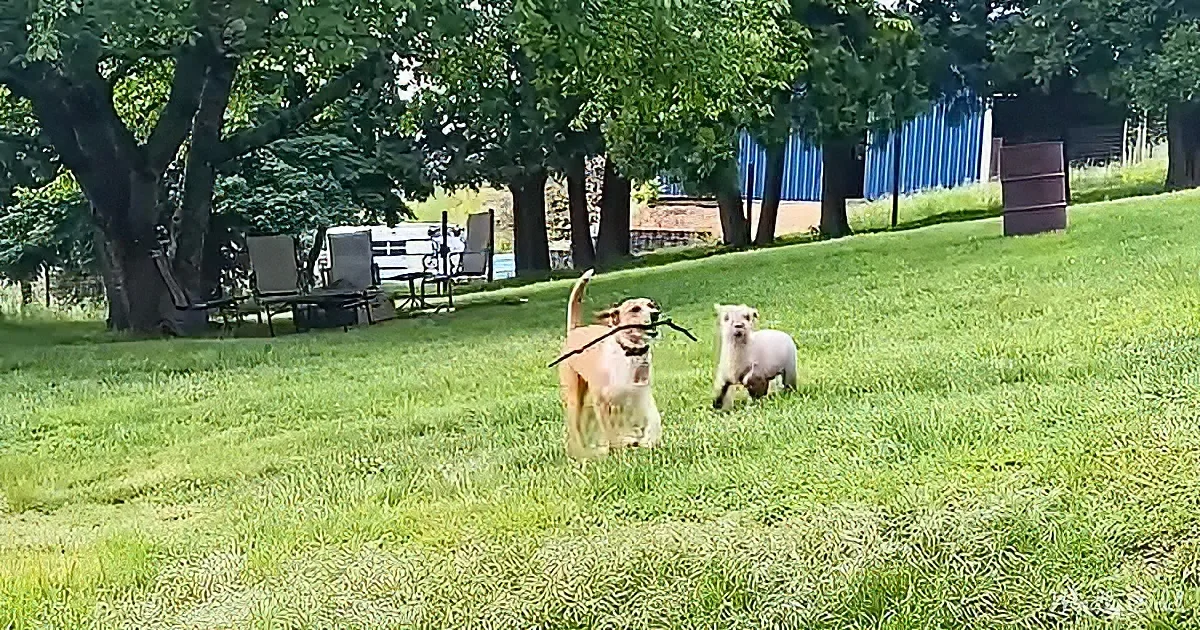 Dog and baby lamb