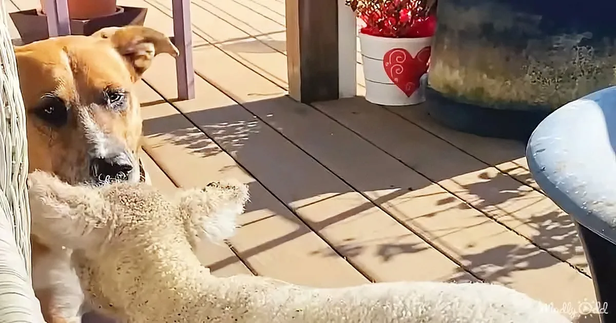 Dog and baby lamb