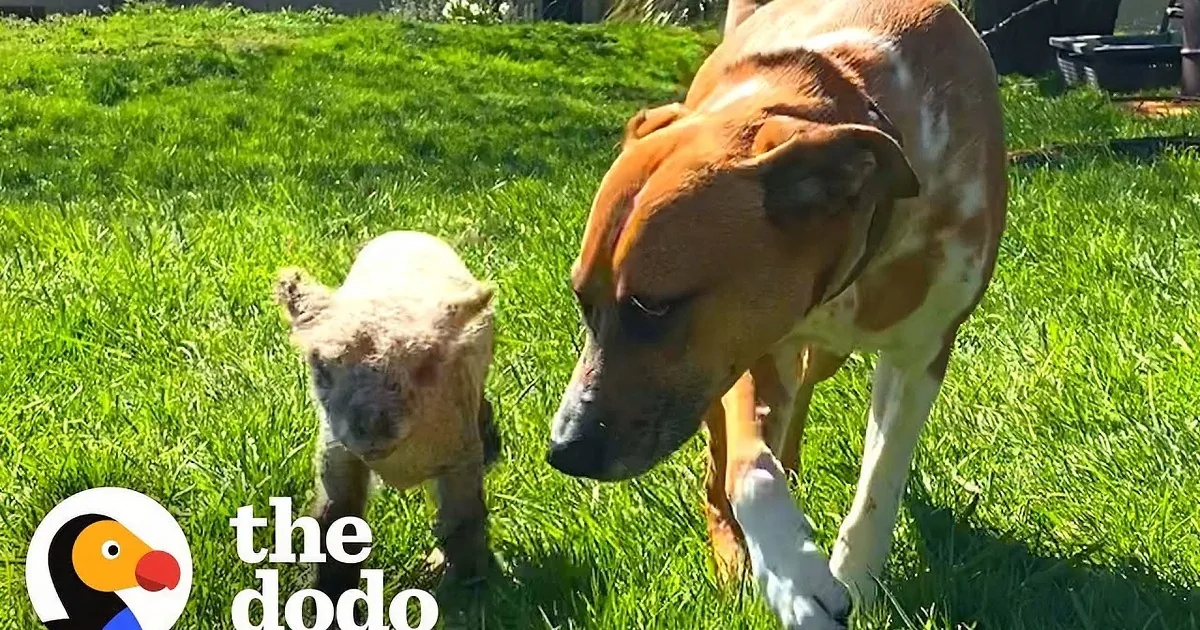 Dog Sees Abandoned Baby Lamb and Decides She's Her Baby