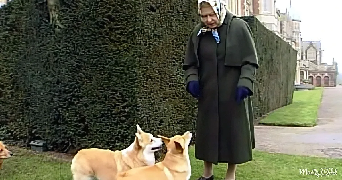 Queen Elizabeth II stands outdoors with two corgis, dressed in a dark coat and headscarf.