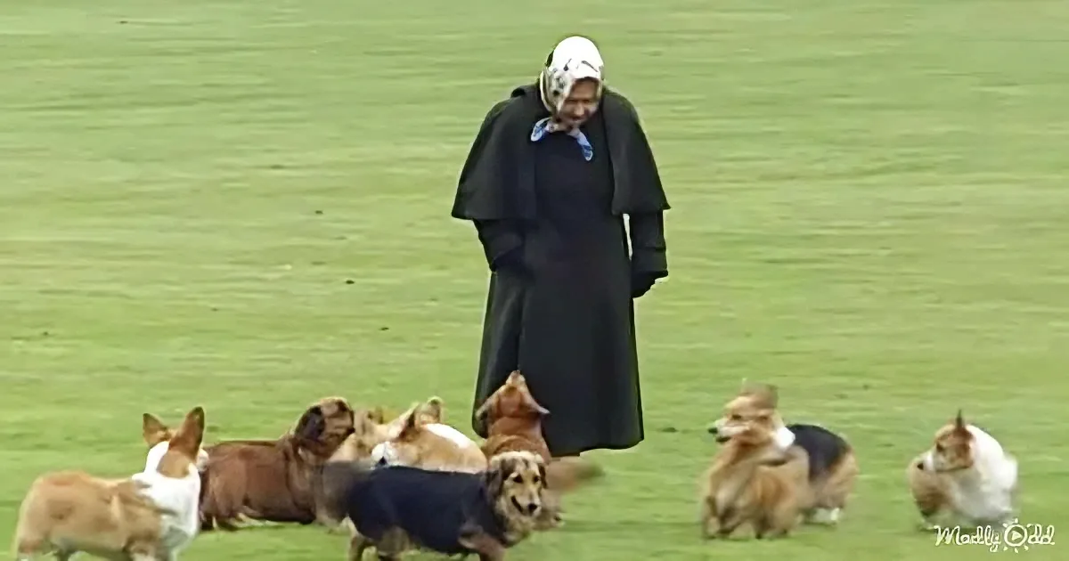 Let Us Not Forget the Queen's Loyal Corgis