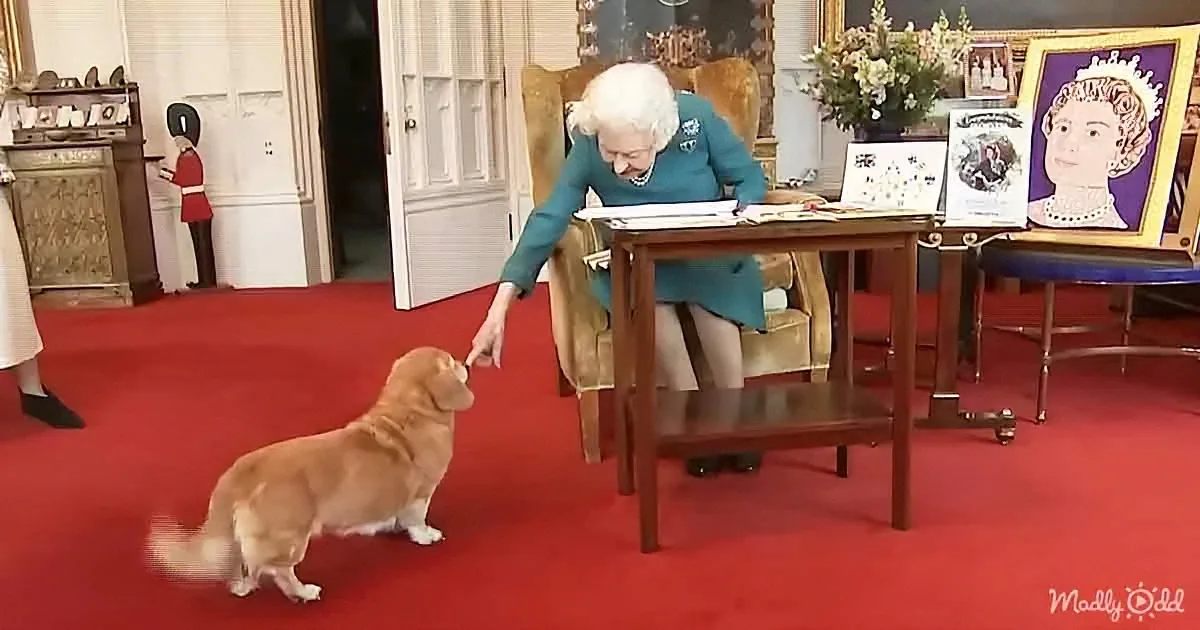 Queen Elizabeth II Shows Her Love for Dogs