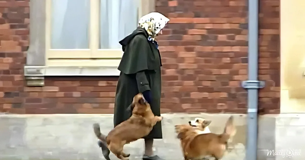 A woman in a green coat and white headscarf stands on a street, surrounded by two small dogs.