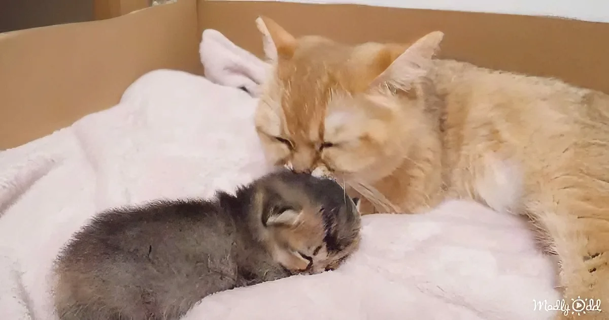 Adorable cat and kitten