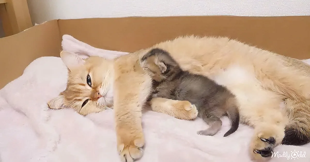 Adorable cat and kitten