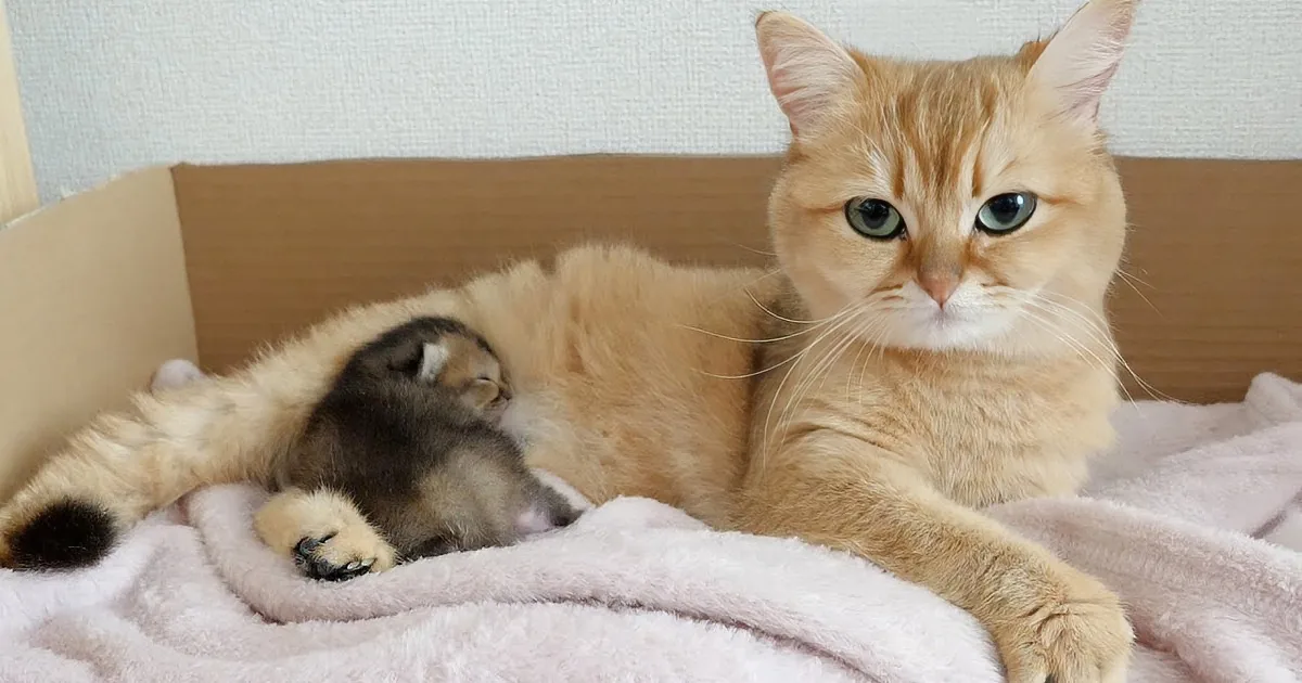 Mother Has a Magic Method for Putting Her Kitten to Sleep