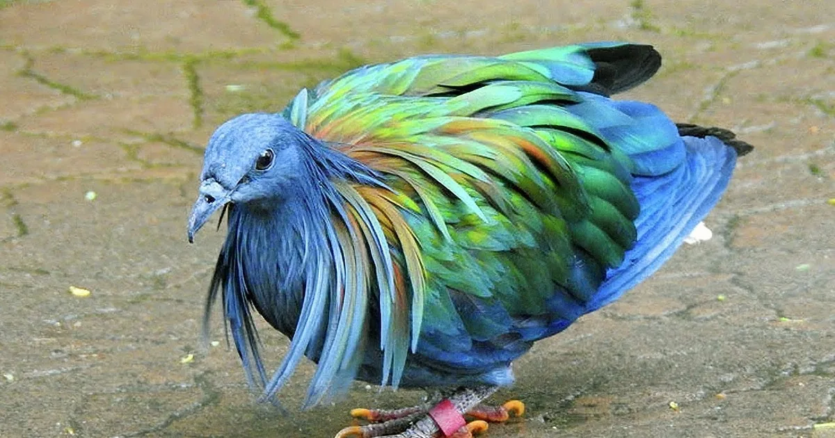 The 10 Most Astonishingly Beautiful Birds in the World