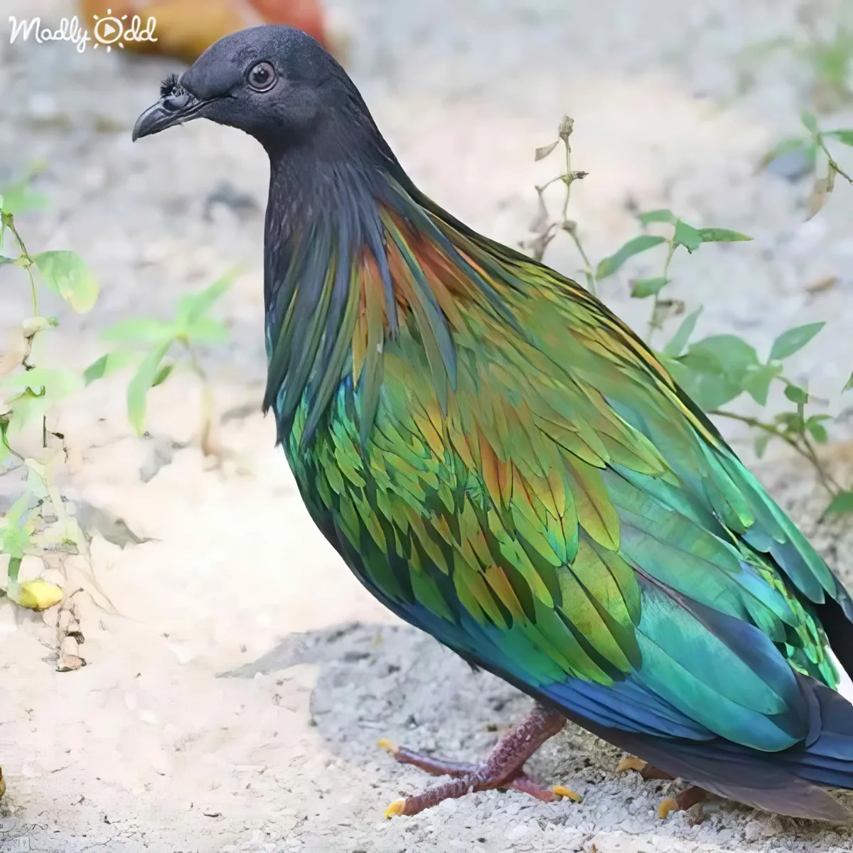 A vibrant green and blue bird with a black head stands on sandy ground, surrounded by small plants.