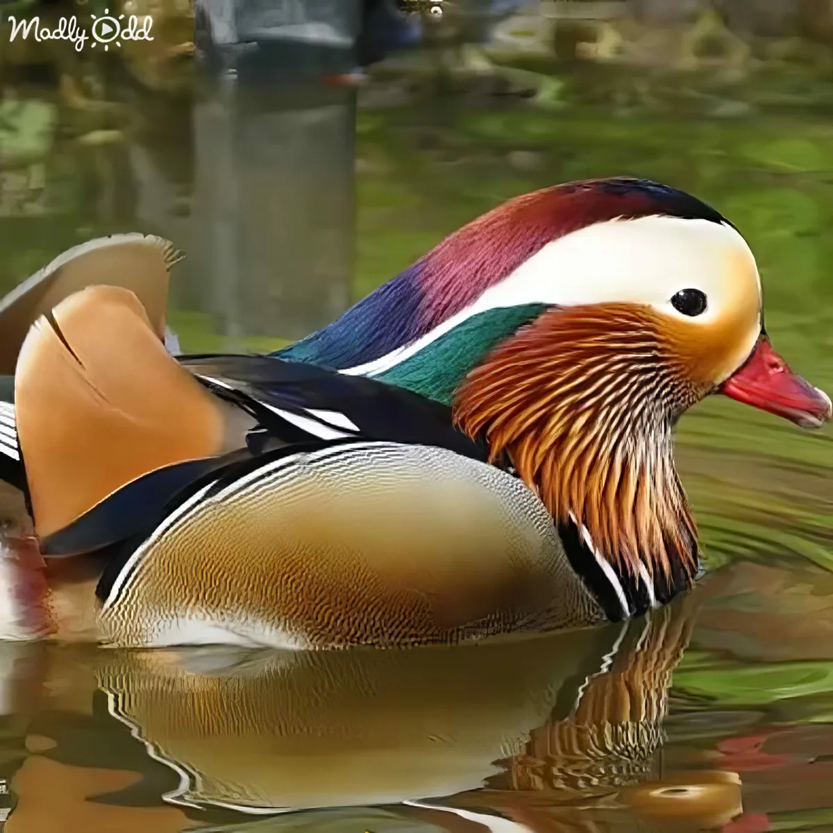 A vibrant Mandarin duck with a colorful plumage and red bill is swimming in a calm pond.