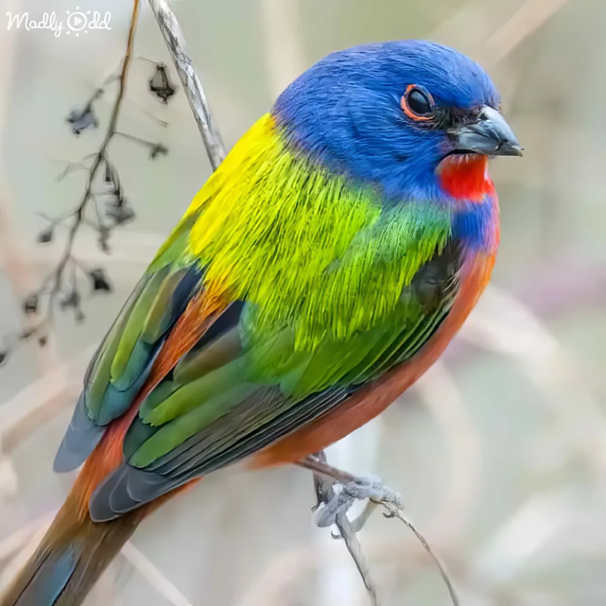 A vibrant Painted Bunting perches on a branch, showcasing its striking blue, green, yellow, and red plumage.
