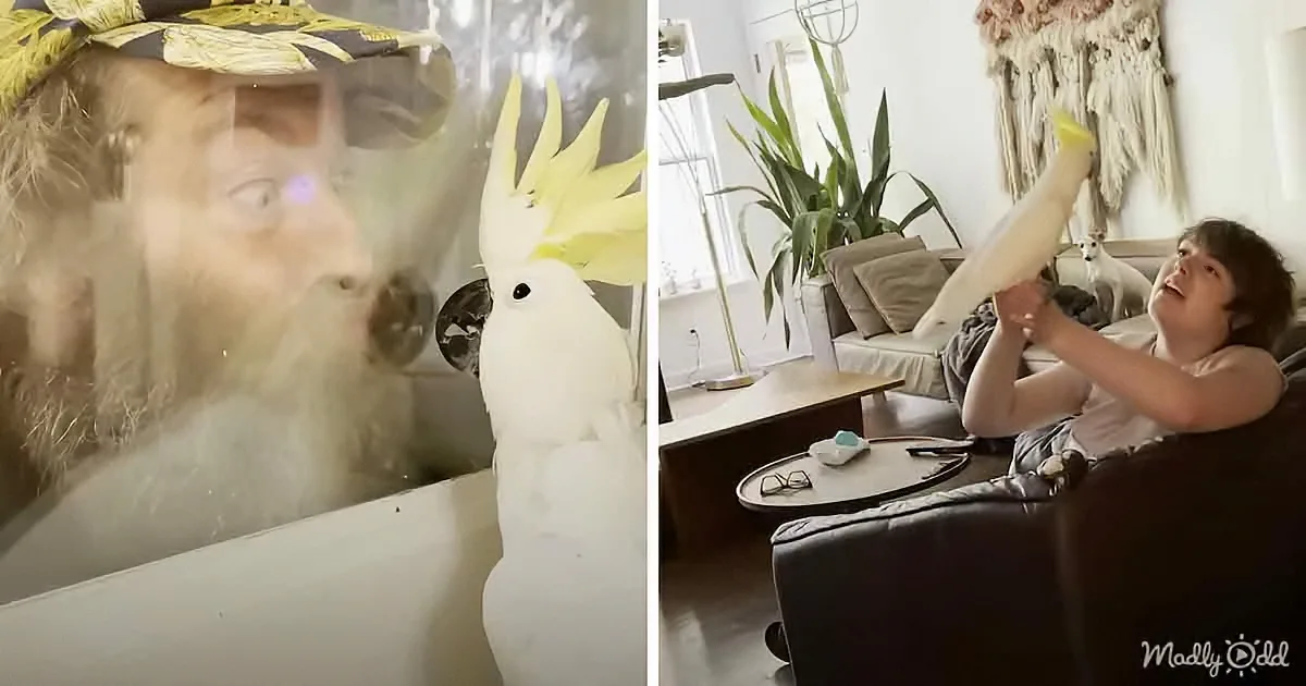 Crazy Cockatoo Laughs Like a Villain & Chases Family for Fun