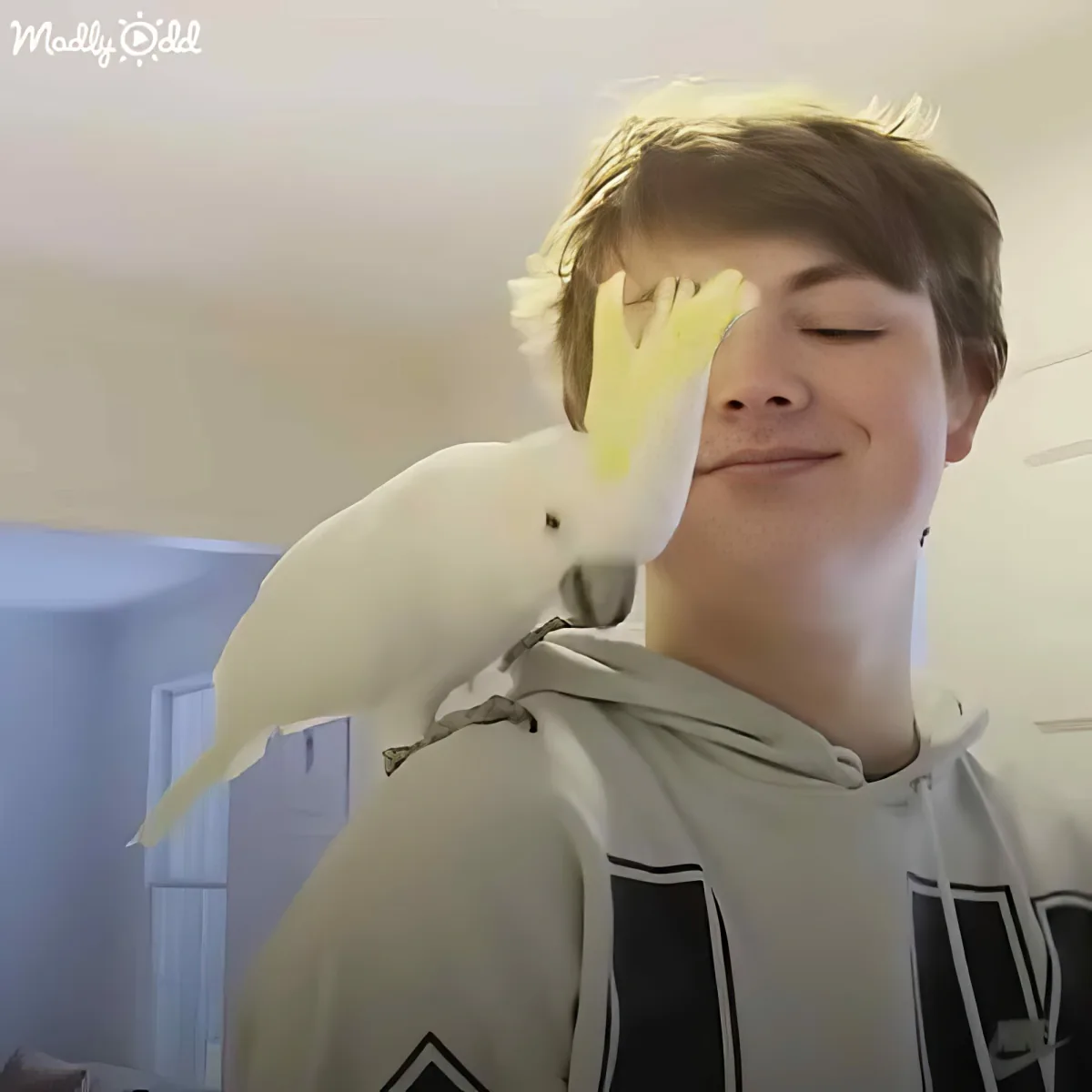 A person wearing a hoodie has a white cockatoo perched on their shoulder, with the bird's head near the person's face.
