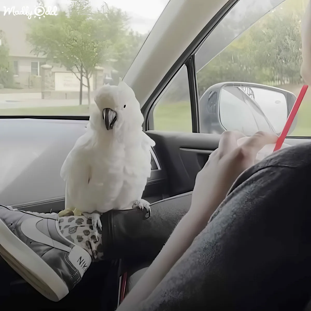 A white cockatoo perches on a person's leg in a car, with a hand holding a drink nearby.