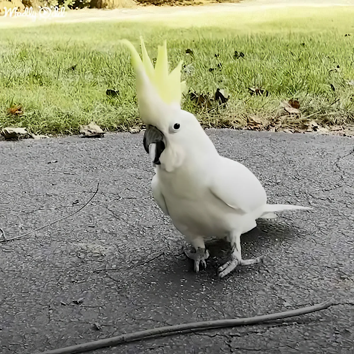 A white cockatoo with a yellow crest stands on a cracked asphalt road, surrounded by grass and scattered leaves.
