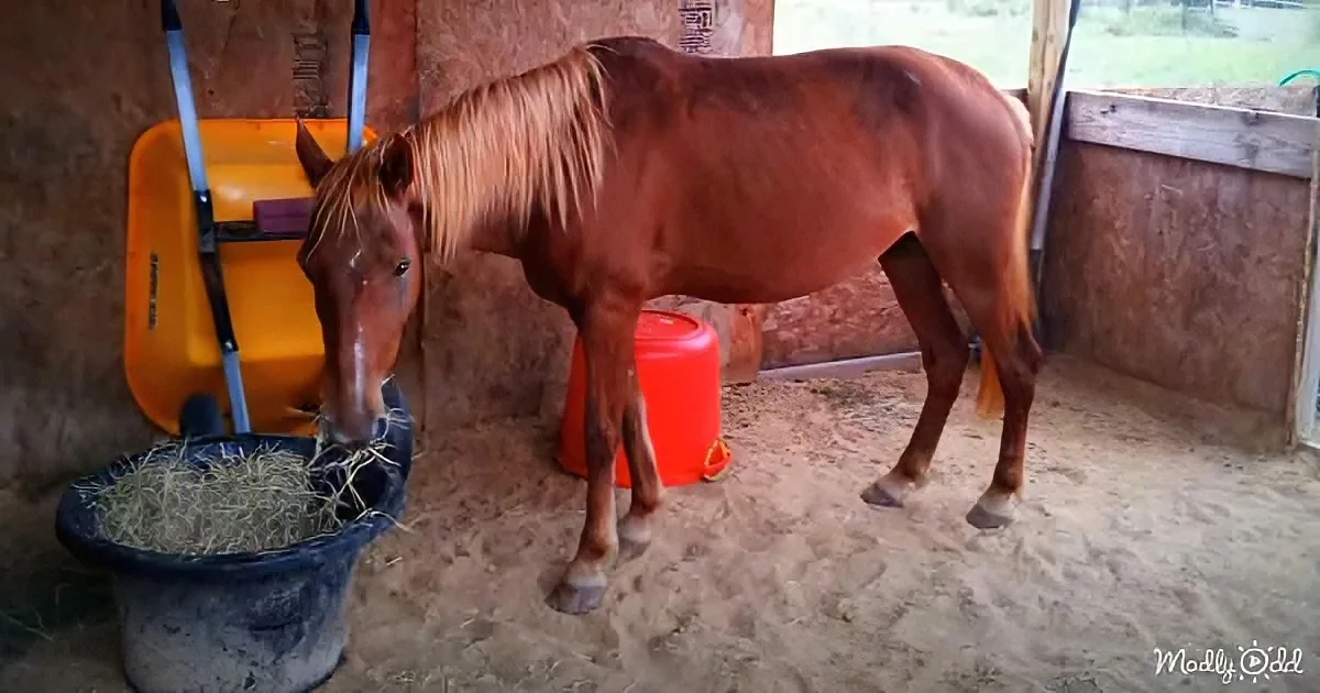 A brown horse stands in a stable, eating hay from a black bucket.