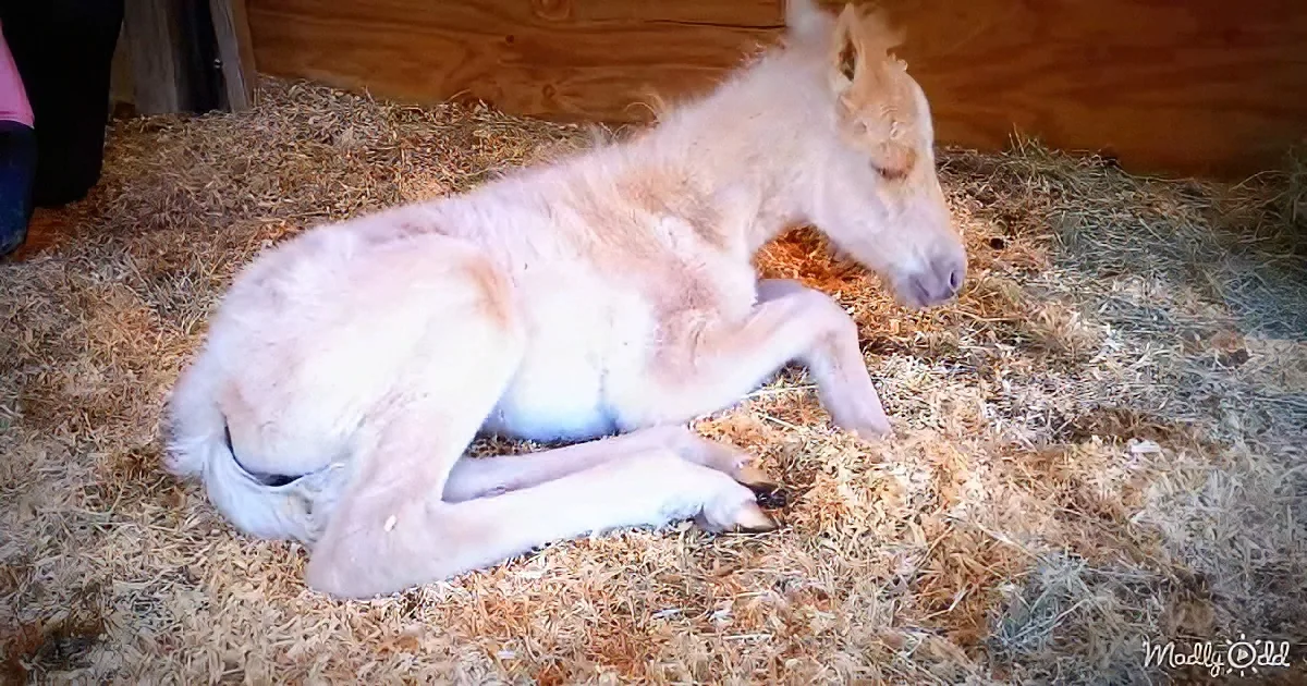 A light-colored foal rests on straw in a wooden stall, appearing relaxed.