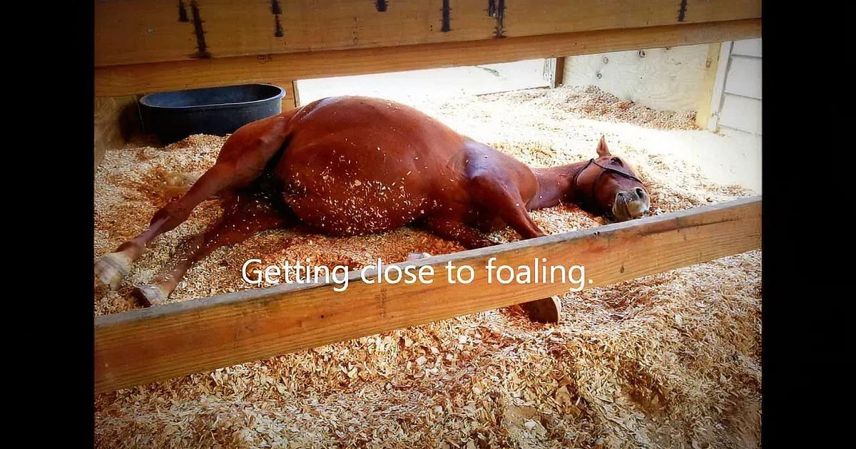 Pregnant Mare About to Be Slaughtered Gets Last Minute Rescue