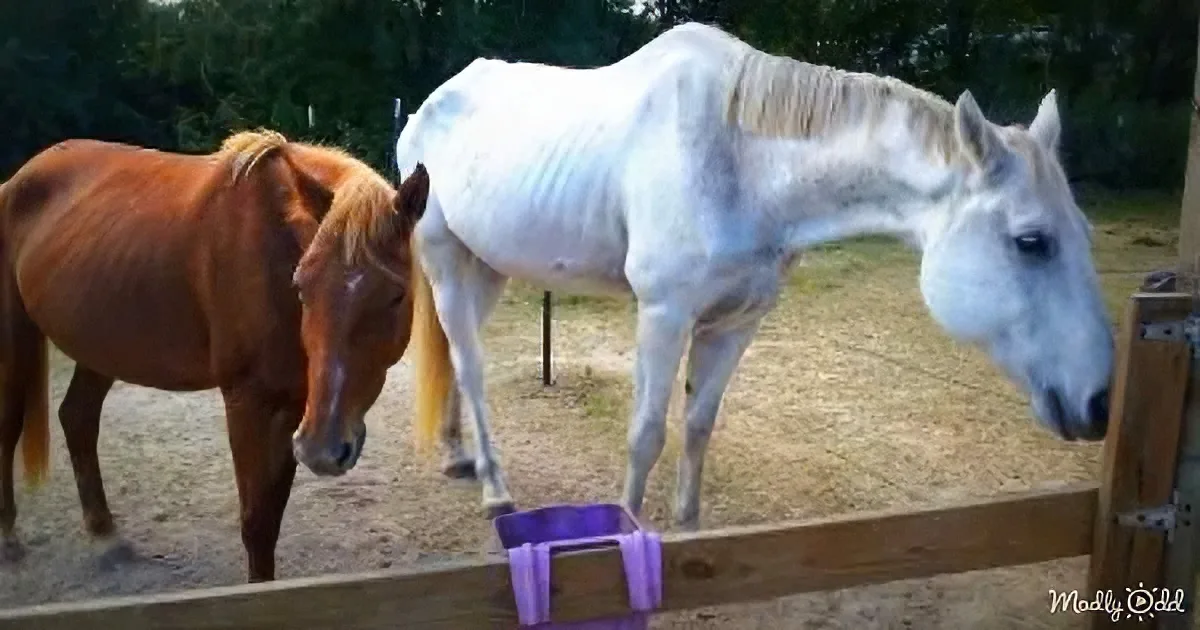 Two horses, one brown and one white, are standing in a fenced area near a purple water container.