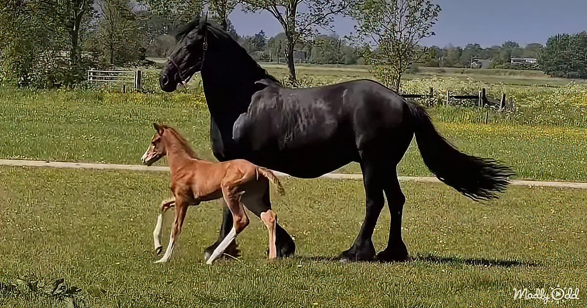 A black horse and a chestnut foal are walking together on a grassy field.