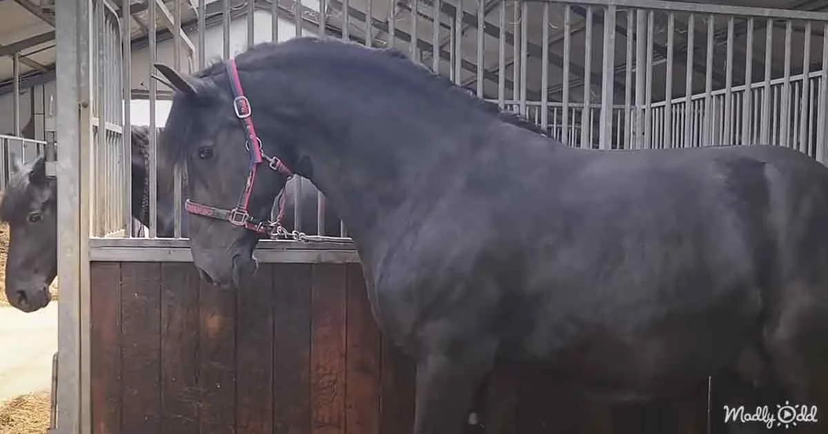 A dark horse wearing a red halter stands in a stable, looking out from its stall.
