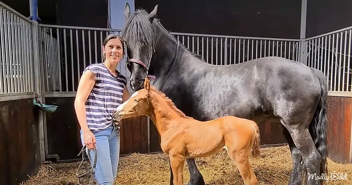 A woman stands beside a large black horse and a smaller brown foal in a stable.