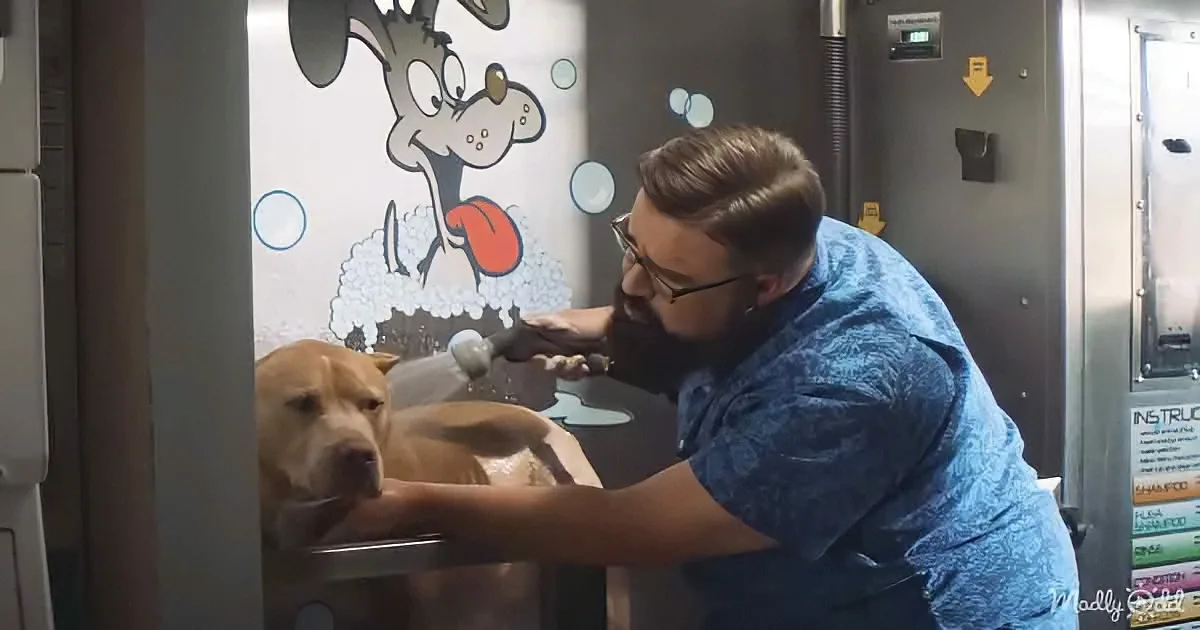 A man in a blue shirt is washing a dog in a pet grooming station.