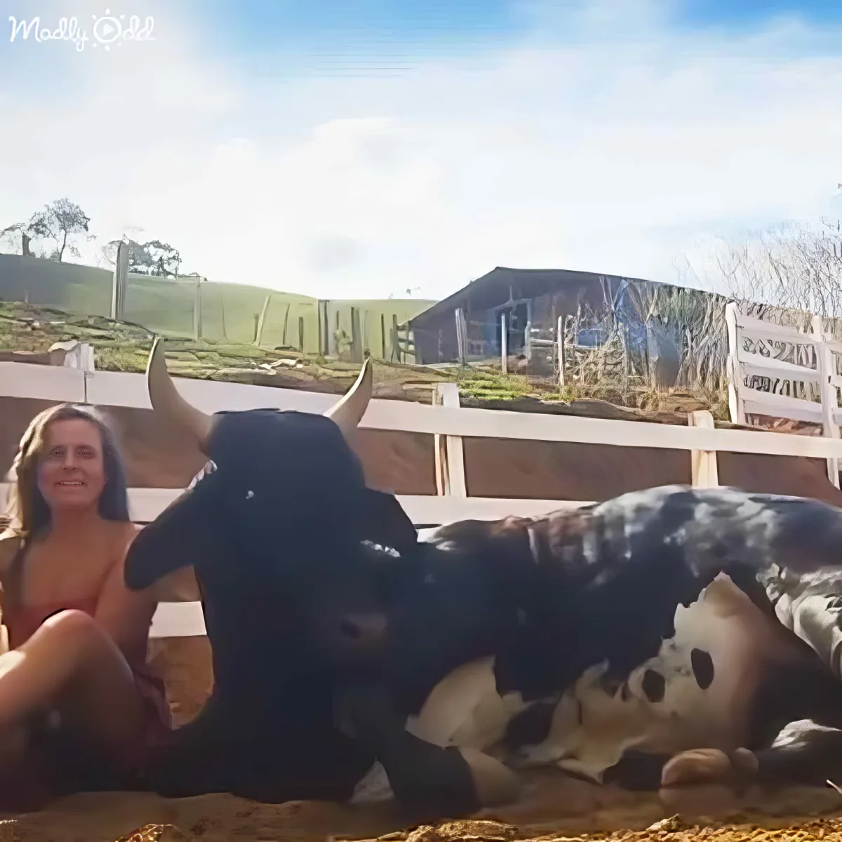 A woman in a bikini sits beside a black and white cow lying on the ground in a fenced area.