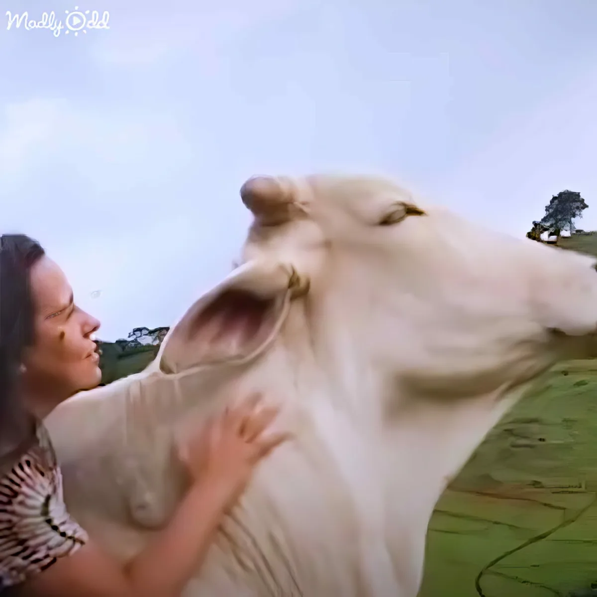 A woman pets a large white cow in a grassy field under a clear sky.