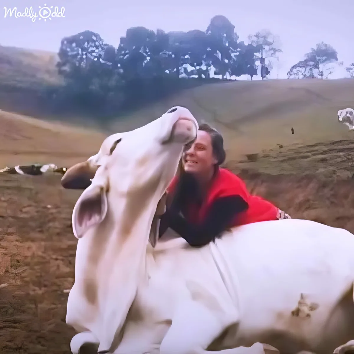 A woman in a red shirt is lying on a white cow in a grassy field with trees in the background.