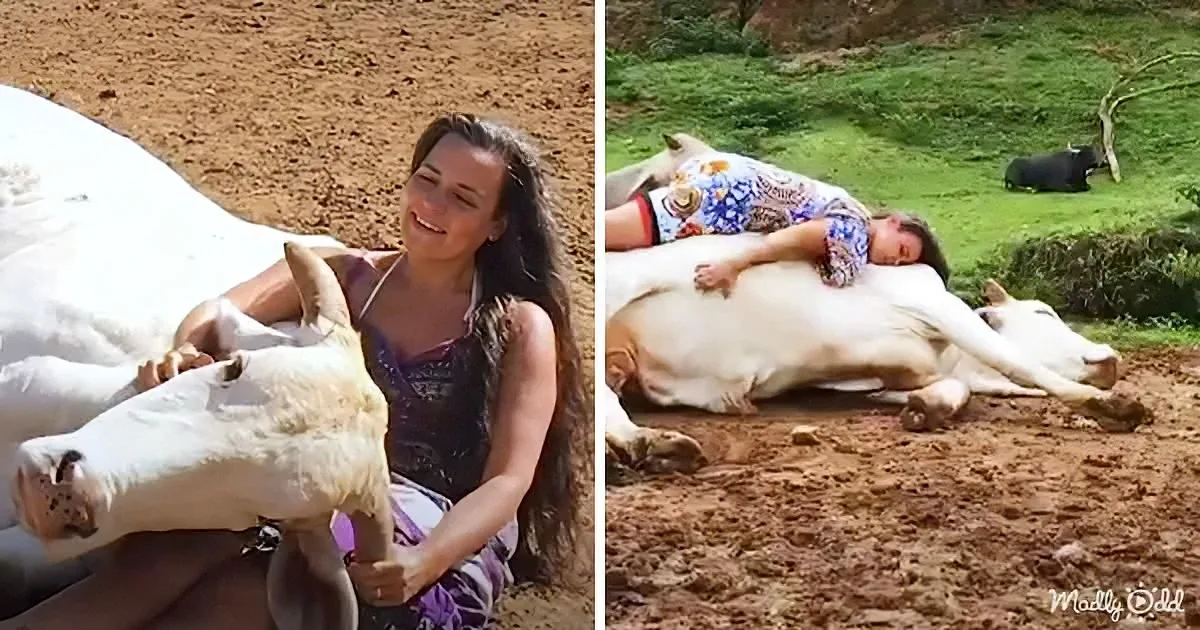 Woman Sings and Soothes to This Bull She Rescued From Slaughter
