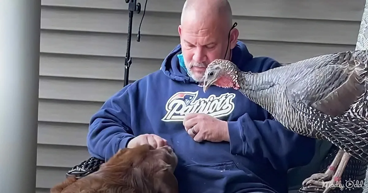 Wild Turkey Makes Her New Home With a Loving Couple