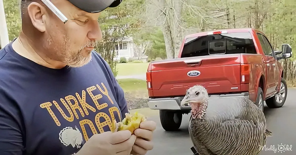 A man in a "Turkey Dad" shirt feeds a turkey while a red Ford truck is parked in the background.