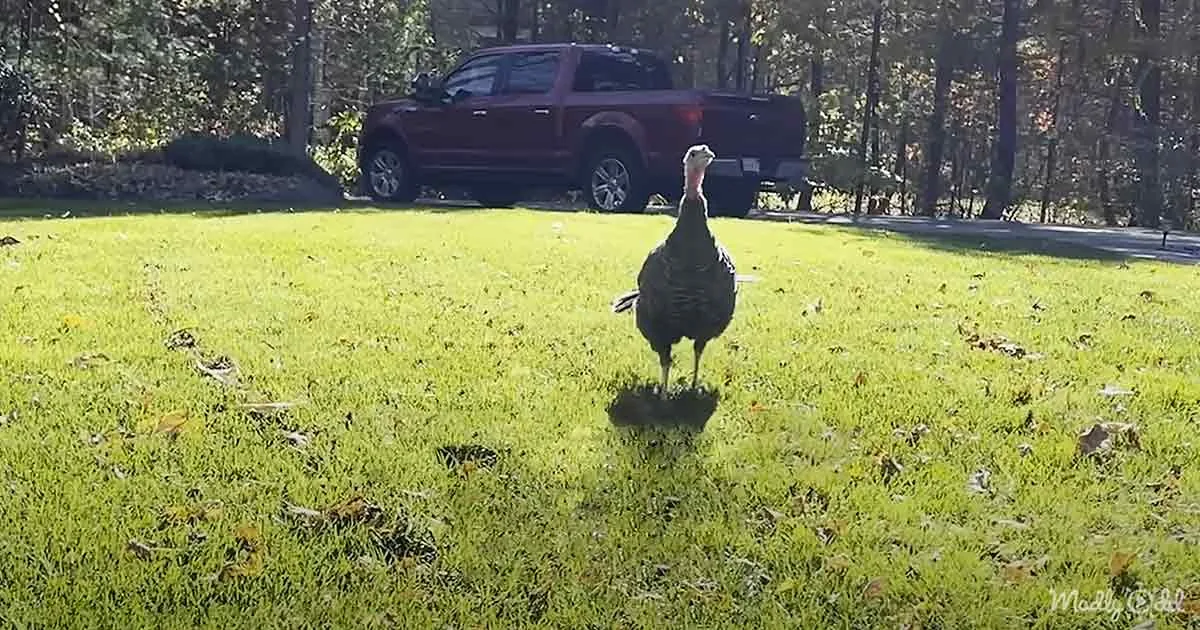 A turkey stands on a grassy lawn, with a red truck and trees in the background.