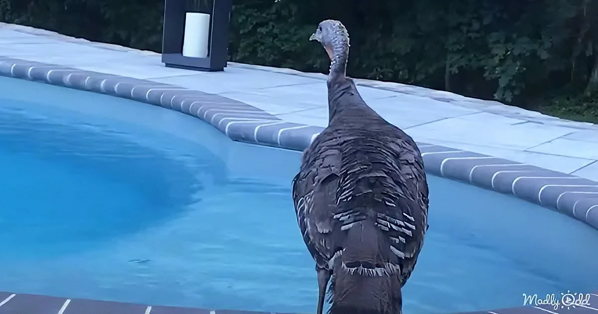 A turkey stands by a pool, its back to the camera, with a tiled edge and greenery in the background.