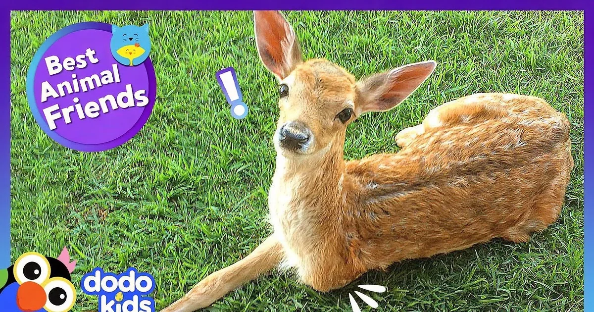 A fawn wearing a harness stands on grass, accompanied by a fluffy dog and another fawn.