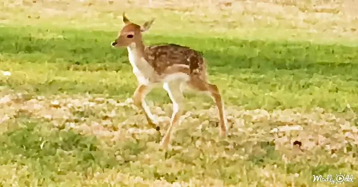 A young deer with brown spots runs across a grassy field.