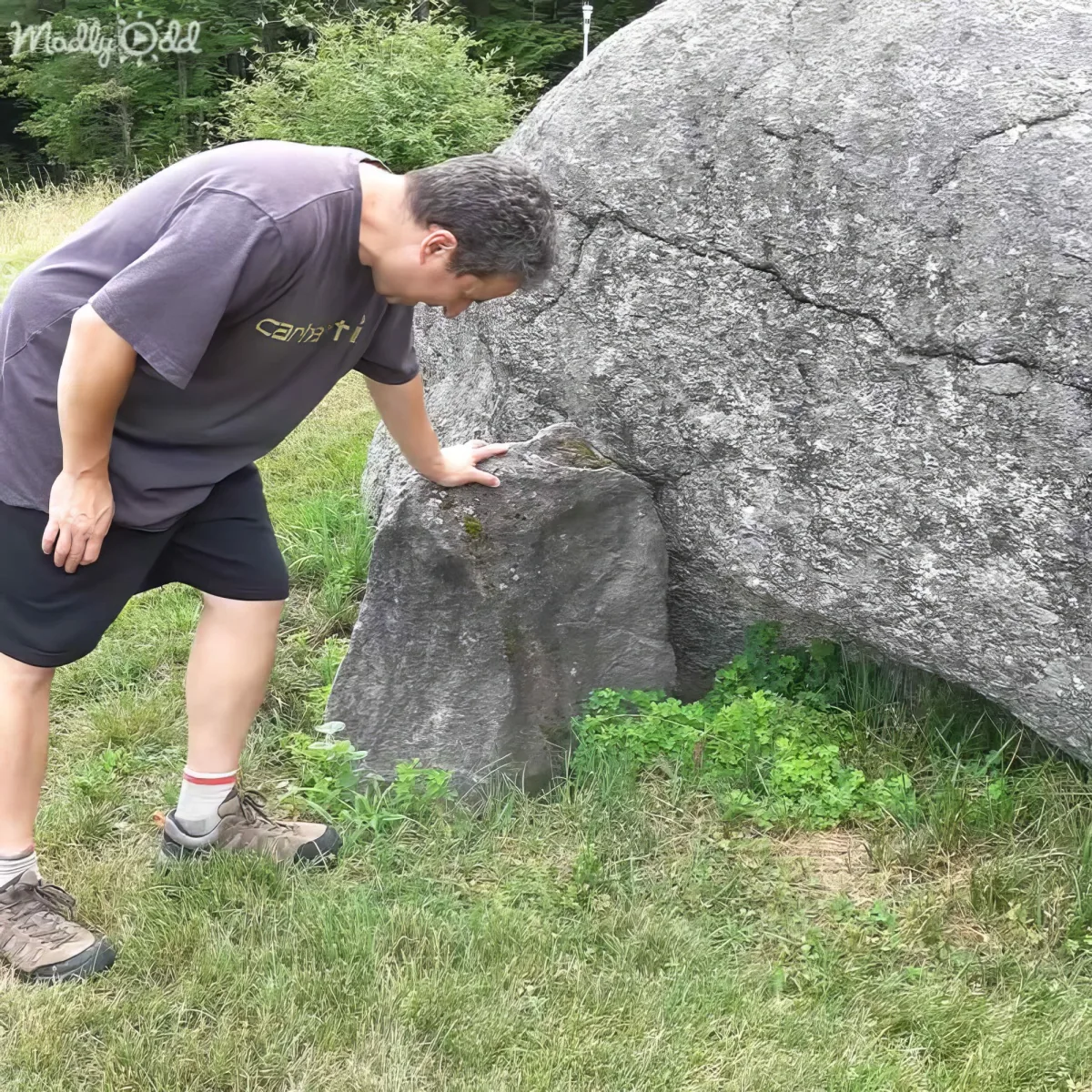 A man in a purple shirt leans over a large rock, examining it closely in a grassy area.