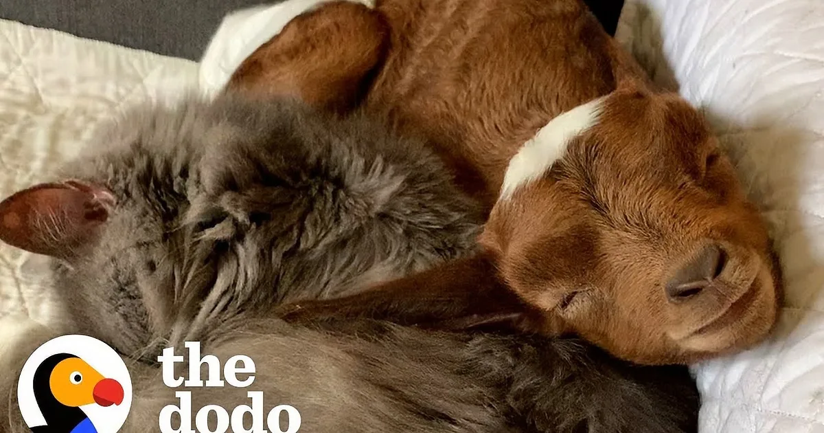 Adorable Baby Rescue Goat Grows up Acting Like a House Cat