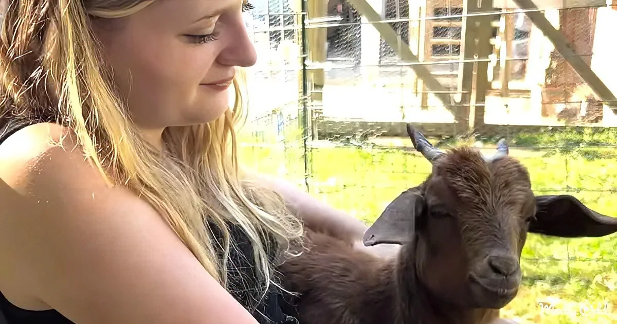 Baby rescue goat