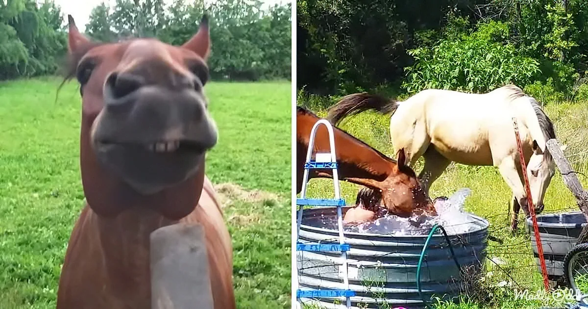 A brown horse smiles in a grassy field, while two horses splash in a water trough nearby.