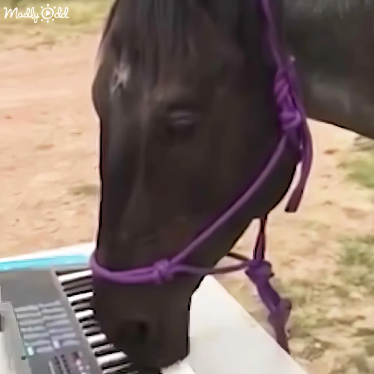 A close-up of a black horse's head with a purple halter, standing near a metal structure.