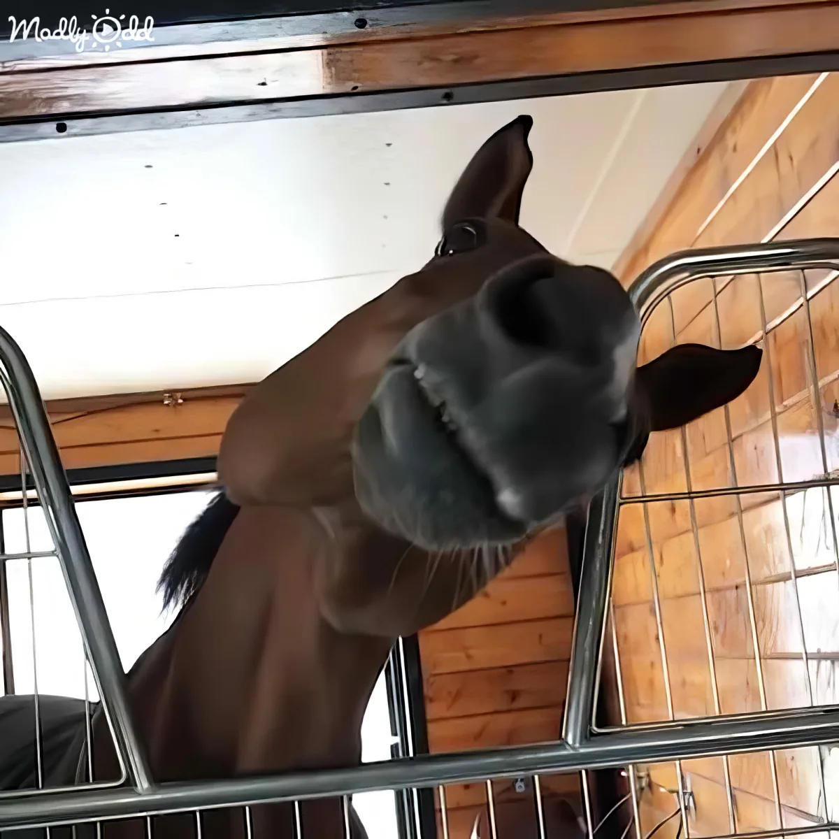 A horse leans over a stable door, its head and neck sticking out, with a curious expression.